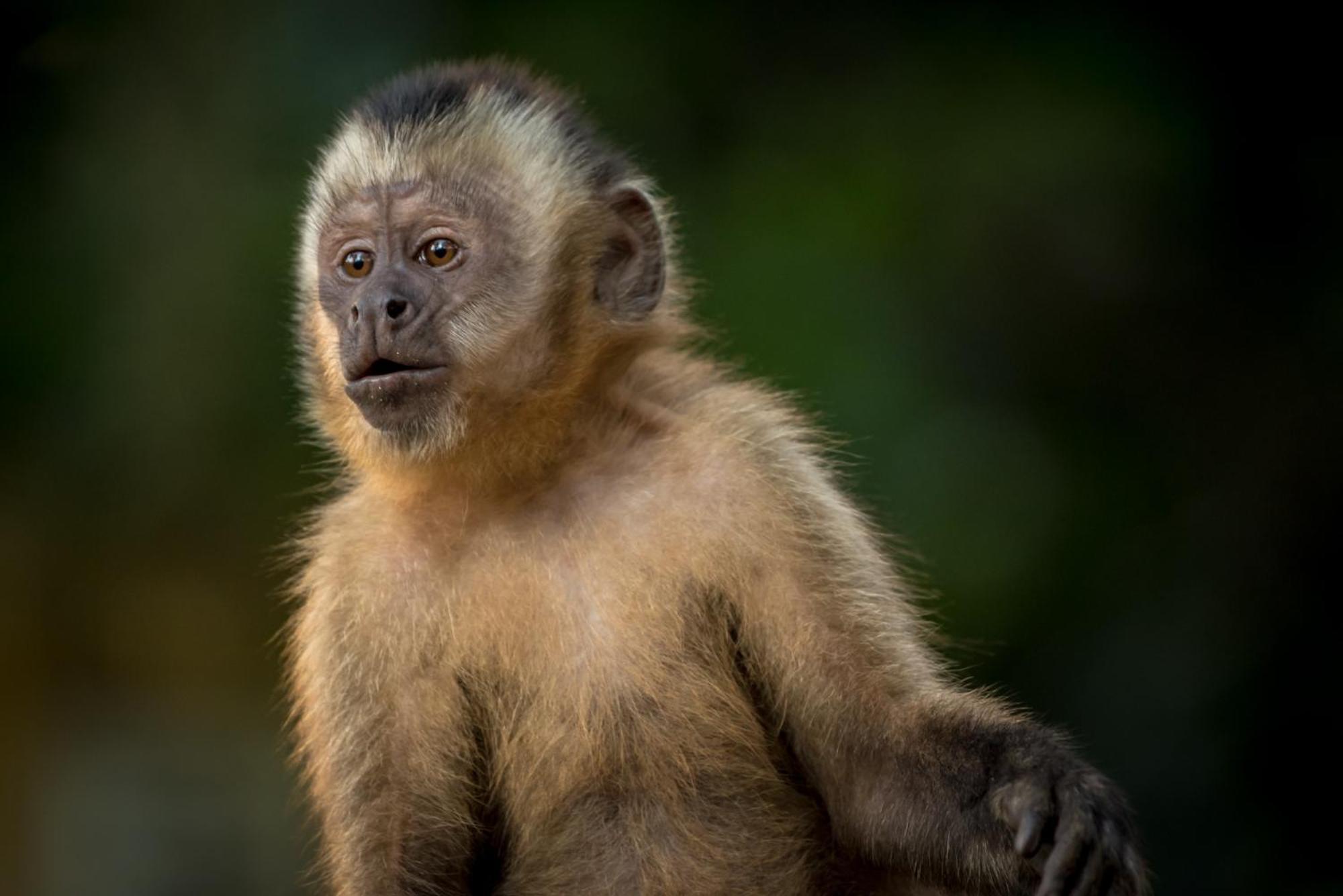 Manu Gallito De Las Rocas Pillcopata ภายนอก รูปภาพ